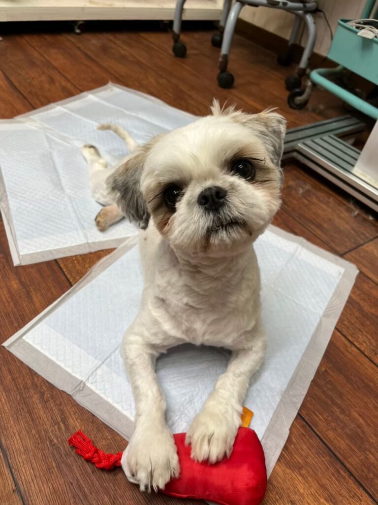 おもちゃを抱えてくつろぐ保護犬。安心した表情でこちらを見上げている様子