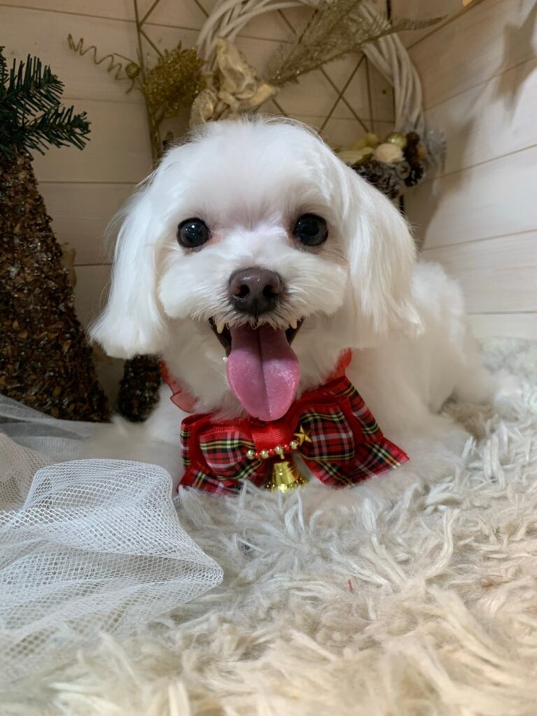 クリスマス風のリボンをつけて笑顔を見せる白い保護犬。優しい家庭を待つ姿