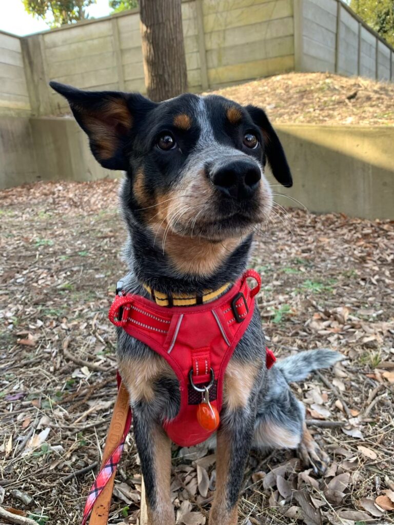 赤いハーネスをつけておすわりする保護犬。落ち着いた表情で遠くを見つめている