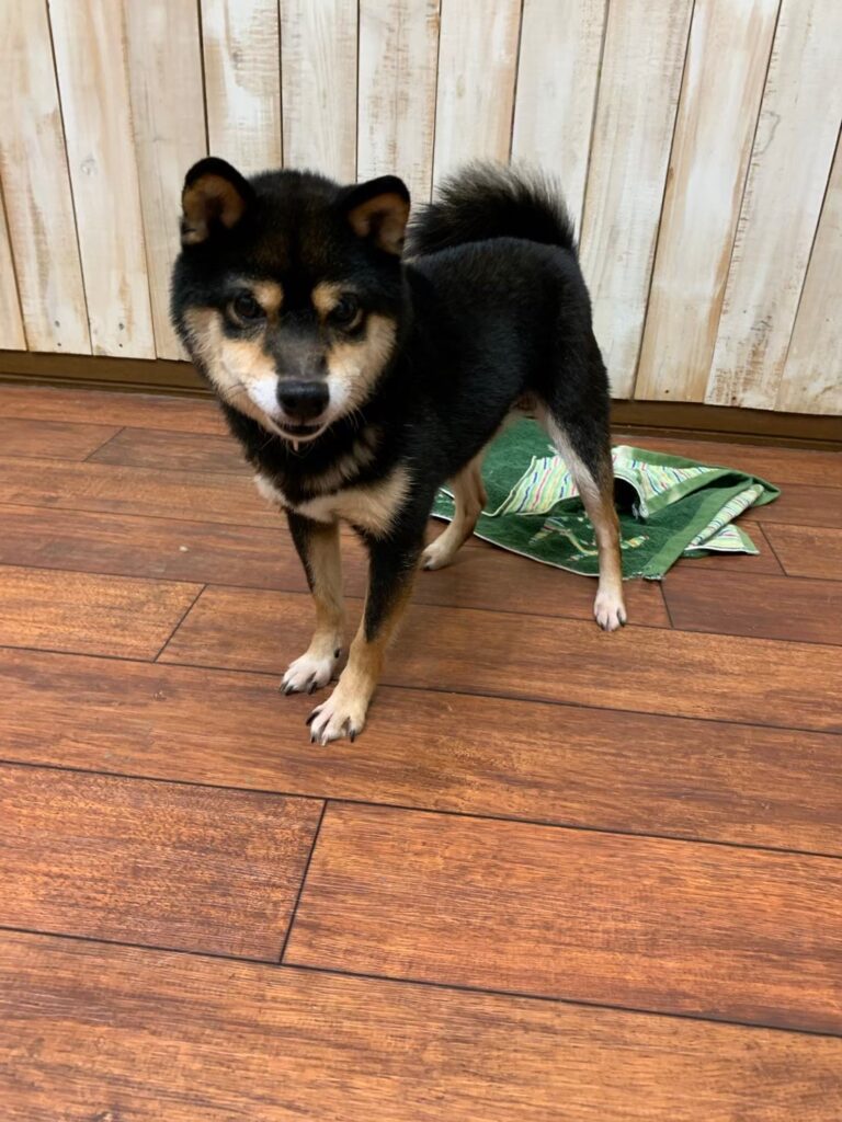 木目の床の上に立つ黒毛の柴犬。こちらをまっすぐ見つめている姿