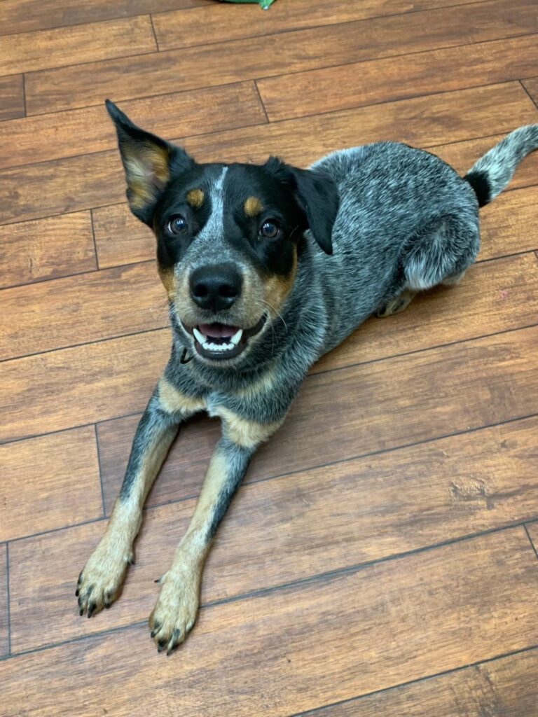 片耳が立った短毛の犬が床に伏せてカメラを見上げている