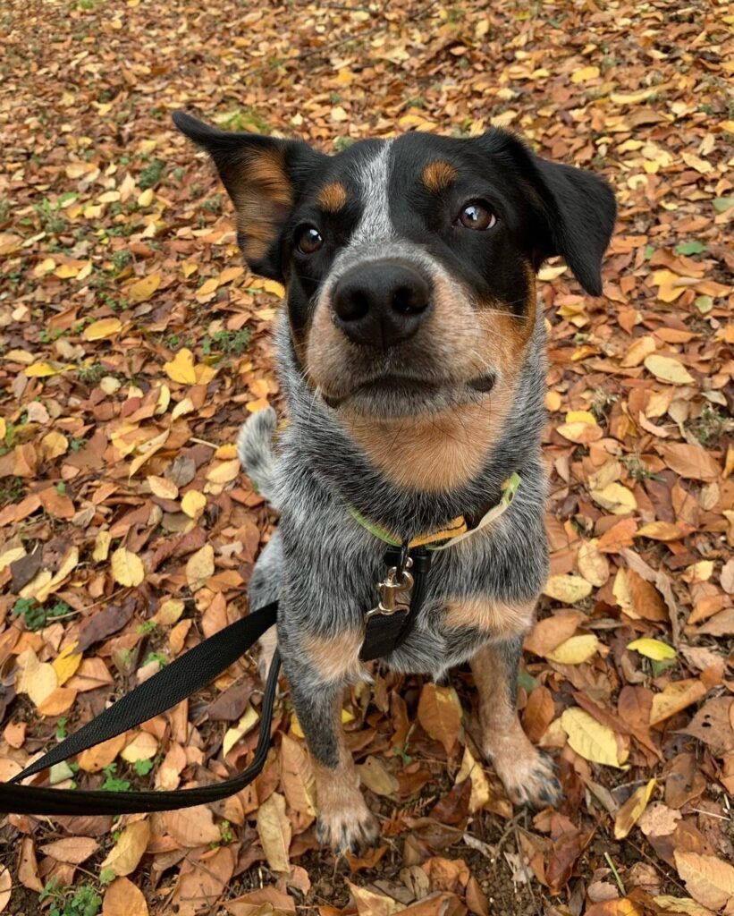 落ち葉の上でおすわりする保護犬。真っ直ぐな瞳が印象的な秋のお散歩風景