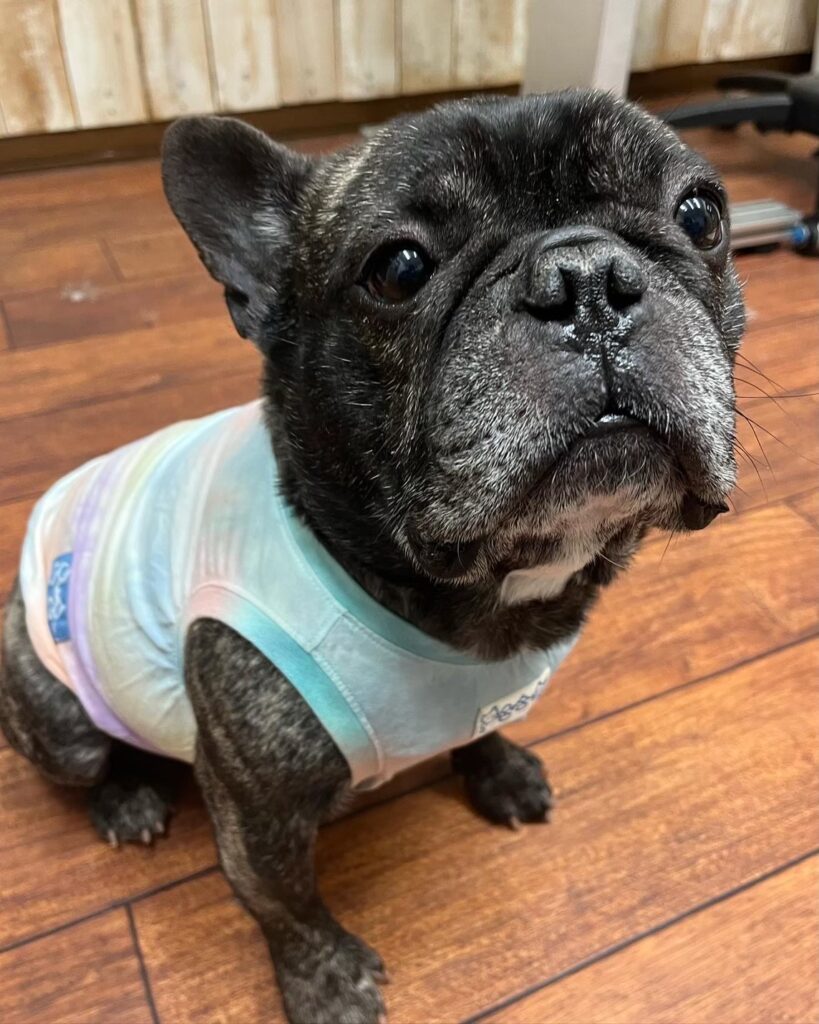 カラフルなタンクトップを着たフレンチブルドッグ。落ち着いた表情でカメラを見つめる姿